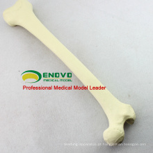 PORTA DE SIMULAÇÃO POR ATACADO 12318 Artificial Femur Skeleton Swabone Implant Practice Model